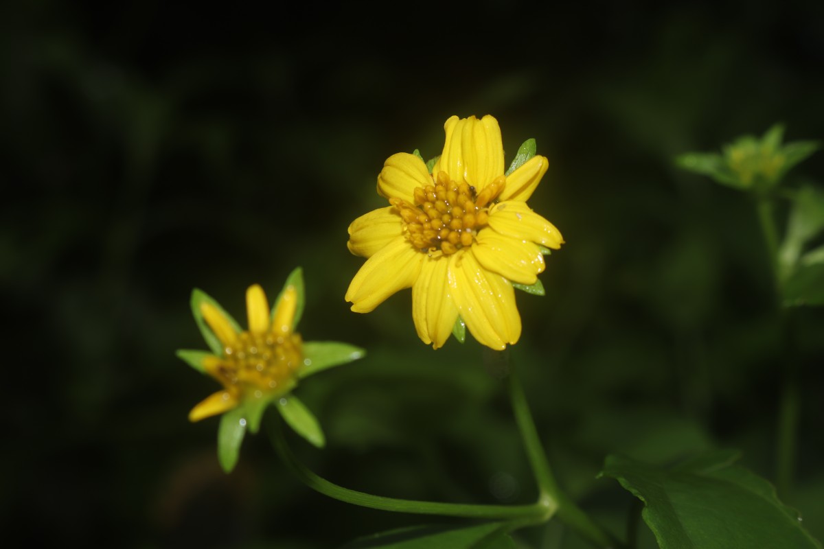 Wollastonia biflora (L.) DC.